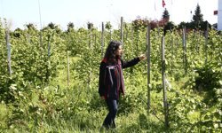 Orta ve Doğu Karadenizli üreticiler fındıkta iyi verim için sahada