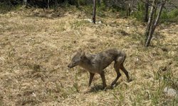 Sakarya'da aç kalan kurt ilçe merkezine indi