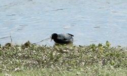 Sakarya'nın sulak alanları, göçmen balıkçılgiller için 'güvenli liman' niteliği taşıyor