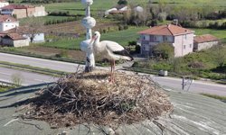 Samsun'da cami kubbesi 15 yıldır leyleklere yuva oluyor