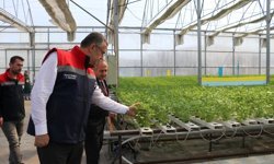 Samsun'da topraksız tarım yöntemiyle yetiştirilen maydanozun hasadı yapıldı