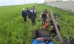 Şanlıurfa'da foseptik çukuruna düşen inek itfaiye ekiplerince kurtarıldı