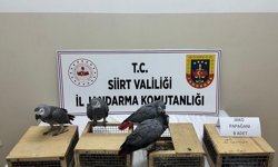 Siirt'te bir araçta 8 papağan ele geçirildi