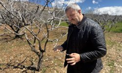 Siirt'te yağışlar fıstık üreticilerinde 'yok yılı'na rağmen yüksek verim beklentisini artırdı