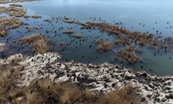 Sivas'ta su altındaki araziler kuşları ağırlıyor