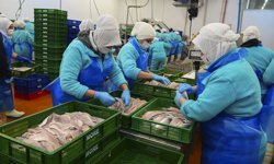 Su ürünleri ihracatı yılın ilk çeyreğinde yaklaşık 553 milyon dolar oldu