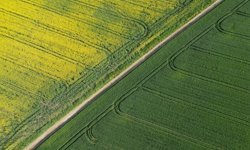 Tekirdağ'da kanola çiçekleri ve buğday başakları tarlaları renklendirdi