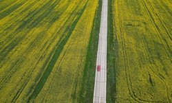 Tekirdağ'da kanola tarlaları sürücülere görsel şölen sunuyor