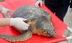 Tekirdağ'da ölü bulunan caretta caretta incelemeye alındı