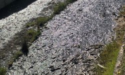 Tekirdağ'da Ulaş Gölü'ndeki toplu balık ölümleriyle ilgili inceleme başlatıldı