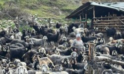 Tokat'ta kurt saldırısı sonucu 10 keçi telef oldu