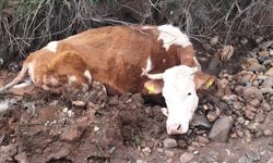 Tunceli'de çamura batan ineği ekipler kurtardı
