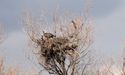 Türkiye'de nesli tehlike altındaki şah kartal Çorum'da görüntülendi