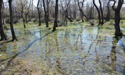 UNESCO listesindeki Kızılırmak Deltası'nda doğa canlanıyor
