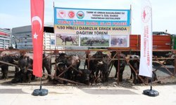 Yozgat'ta besicilere damızlık manda dağıtıldı