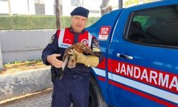 Yozgat'ta yaralı bulunan kızıl şahin tedaviye alındı