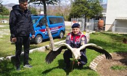 Yozgat'ta yaralı bulunan leylek tedaviye alındı