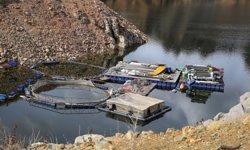 Yüksek rakımı ve serin suları Erzurum'da kafes balıkçılığına ilgiyi artırıyor