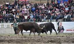 Yusufeli Geleneksel Derekapı Boğa Güreşleri Festivali yapıldı