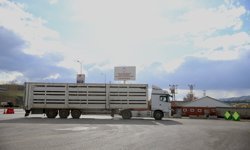 Batı illerine gönderilen kurbanlıklar Erzurum'da sıkı kontrolden geçiriliyor