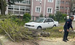 Beylikdüzü'nde şiddetli rüzgar nedeniyle ağaç devrildi