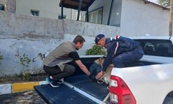 Elazığ'da yaralı bulunan dağ keçisi tedaviye alındı