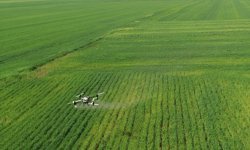 Hububat üreticisi nem artışıyla oluşabilecek hastalıklara karşı dronla ilaçlama yapıyor