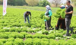 Iğdır'da yılın ilk hasadı marul tarlalarında yapıldı