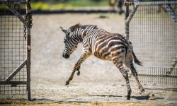 İzmir Doğal Yaşam Parkı'nda öksüz yavru zebra 'Gözde'ye zürafalar sahip çıktı