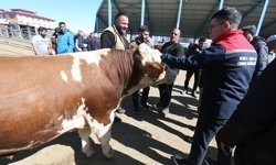 Kars'tan Türkiye'nin farklı şehirlerine gönderilen kurbanlıklar sıkı denetimden geçiyor