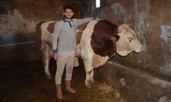 Muş'ta 1 ton 440 kiloluk dana 'Şampiyon' alıcısını bekliyor