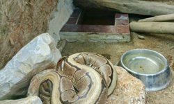 Ordu'da bir evde bulunan piton Giresun'da koruma altına alındı