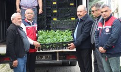 Siirt'te üreticilere yüzde 75 hibe ile 60 bin sebze fidesi dağıtıldı