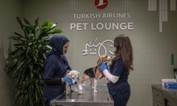 THY'den kargoda taşınabilen evcil hayvanlara İstanbul Havalimanı'nda özel salon hizmeti