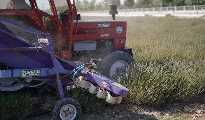 Konya Karatay Lavanta Bahçesi’nde hasat zamanı