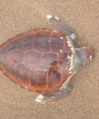 Antalya'da ölü caretta caretta sahile vurdu