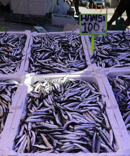 Rize'de istavrit ve hamsinin kilogramı 100 liradan satıldı