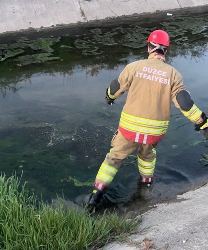Düzce'de itfaiye ekipleri kanaldan çıkardıkları 2 kedi yavrusunu kalp masajıyla kurtardı