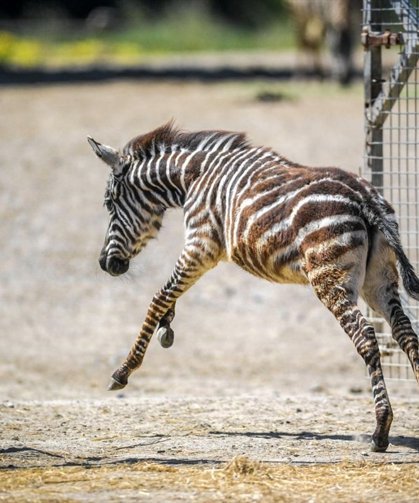 İzmir Doğal Yaşam Parkı'nda öksüz yavru zebra 'Gözde'ye zürafalar sahip çıktı