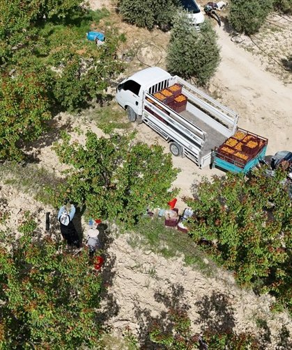 Mersin'de tescilli Mut kayısısında hasat mesaisi başladı