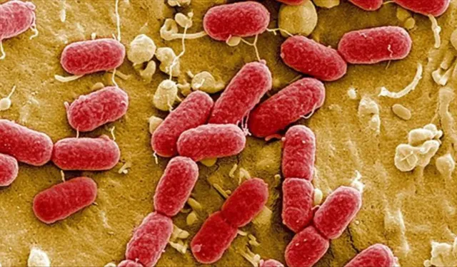 Almanya'da E. Coli salgını can aldı