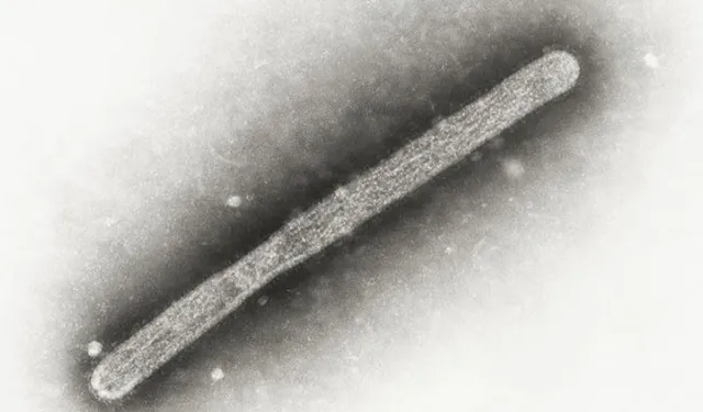 Almanya'da kuş gribi alarmı