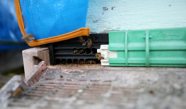 AB'den coğrafi tescil alan Yenice ıhlamur balını markalaştırma çalışmaları sürüyor