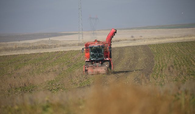 Kars'ta 94 bin ton pancar şekere dönüştürüldü