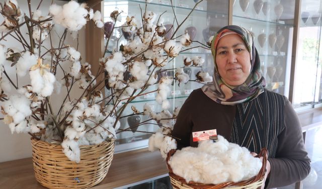 Adana'da adaptasyon yeteneği ve lif kalitesi yüksek yeni pamuk çeşidi geliştirildi