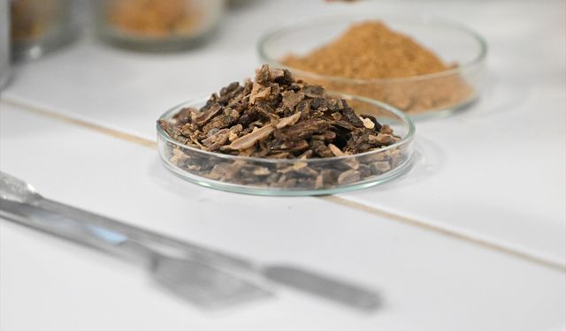Çocuklarda propolis tüketiminin büyüme ve gelişime etkileri araştırıldı