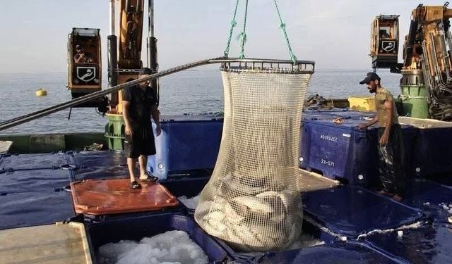 Doğal liman kenti Sinop'ta geçen yıl 34 bin 470 ton somon üretildi