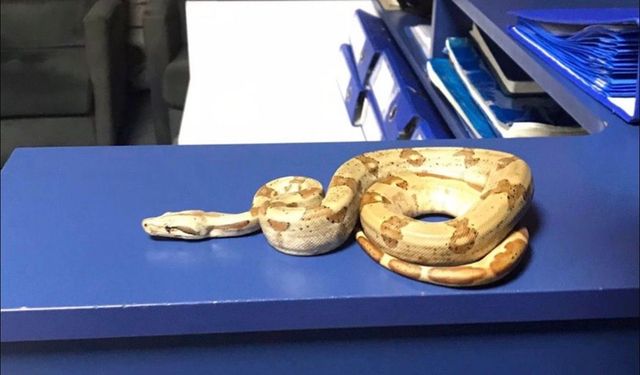 İzmir'de beslenmesi yasak Mısır yılanı koruma altına alındı