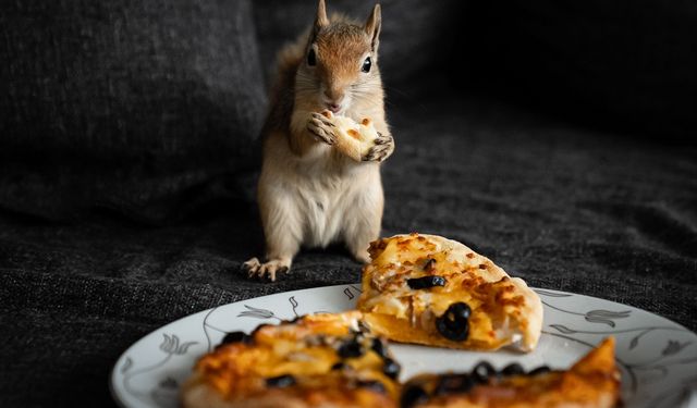 Sincap yavrusu 'Yoda', veterinerler gözetiminde doğada hayatta kalmayı öğreniyor