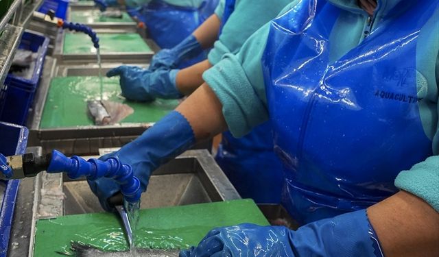 Su ürünleri 2025'te rekor ihracata ulaştı